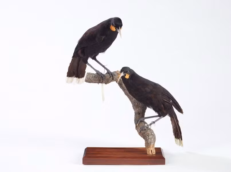 Lông chim Huia không chỉ là vật trang trí mà còn là biểu tượng địa vị. Chỉ những tù trưởng và những người Maori có uy tín mới được phép đeo lông vũ của chim Huia trên đầu. Ảnh: Te Papa.