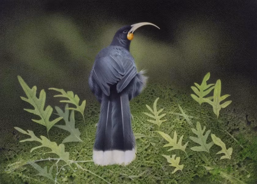 Chiếc lông vũ của chim Huia được bán với giá khoảng 726 triệu đồng có trọng lượng 9g. Điều này có nghĩa là giá của chiếc lông vũ thậm chí còn đắt gấp nhiều lần vàng. Ảnh: Paul Martinson by Paul Martinson.