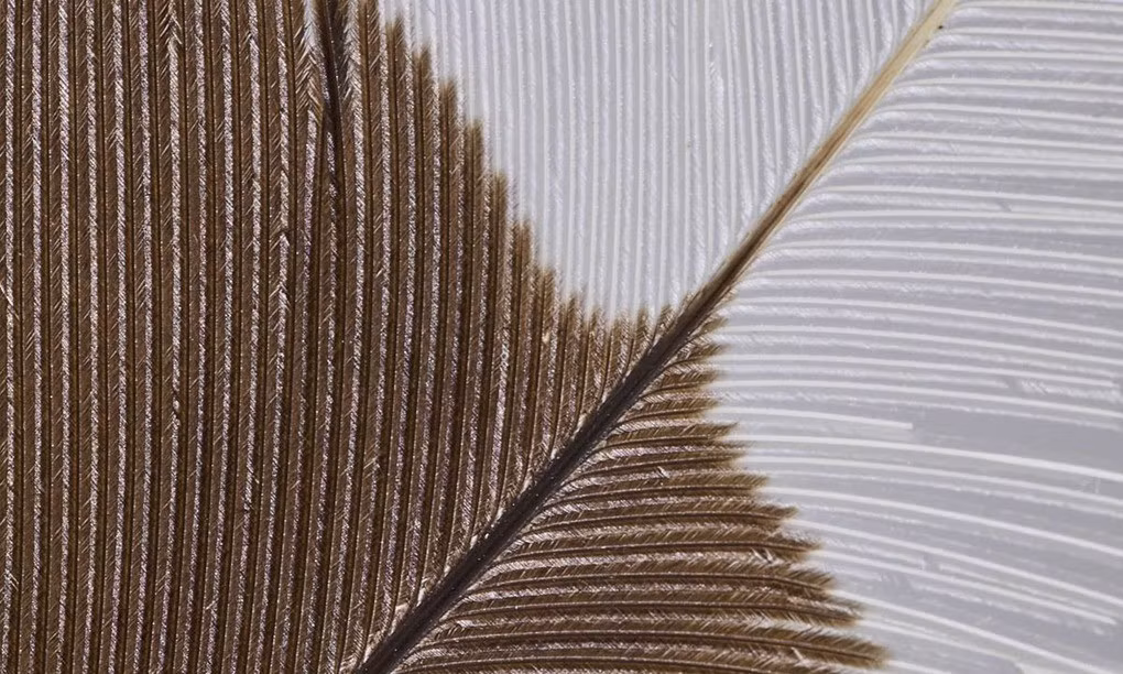 Chiếc lông vũ của loài chim Huia được đem bán đấu giá ở trong tình trạng bảo quản tốt. Ảnh: Webb's.