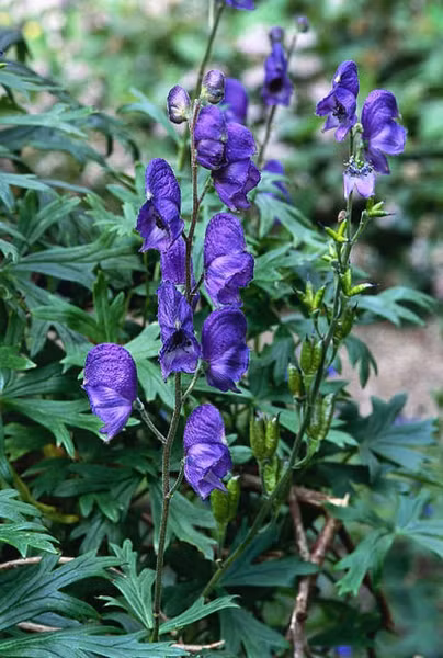 Triệu chứng ngộ độc aconitine ban đầu là cảm giác ngứa ran và tê dại tại điểm tiếp xúc, hoặc nôn mửa dữ dội và tiêu chảy nếu ăn phải. Không chỉ gây rối loạn tiêu hóa trầm trọng, chất độc cũng làm chậm nhịp tim dẫn đến tử vong.