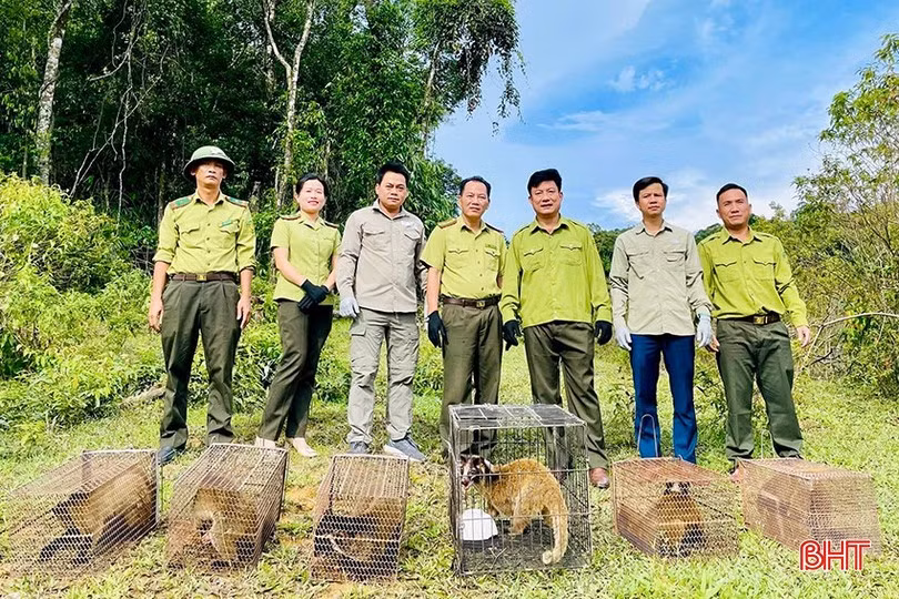 Mới đây, 6 cá thể cầy vòi mốc đã được Vườn Quốc gia Vũ Quang phối hợp các cơ quan chức năng tổ chức tái thả về môi trường tự nhiên. Trước đó, chúng được Hạt Kiểm lâm Hương Sơn bàn giao cho Vườn Quốc gia Vũ Quang để chăm sóc. Ảnh: Báo Hà Tĩnh.