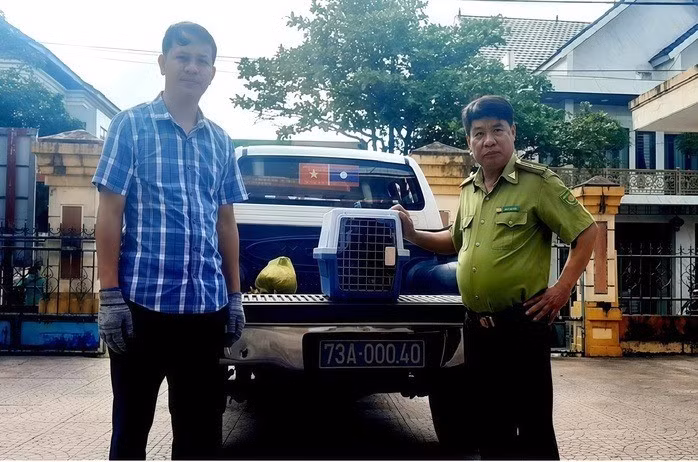 Vào ngày 18/11, Trung tâm Cứu hộ, bảo tồn và phát triển sinh vật -Vườn quốc gia Phong Nha - Kẻ Bàng (tỉnh Quảng Trị) cho biết đã tiếp nhận một con chim diều hoa Miến Điện (Spilornis cheela) do người dân tự nguyện giao nộp. Ảnh: Người lao động.