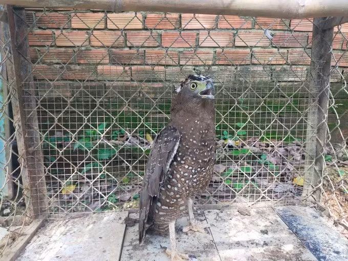 Tại thời điểm tiếp nhận, diều hoa Miến Điện nặng 1,7 kg, có dấu hiệu suy nhược và chấn thương vùng cánh. Lực lượng chức năng sẽ chăm sóc sức khỏe, phục hồi thể trạng cho tới khi cá thể diều hoa Miến Điện đáp ứng đầy đủ điều kiện về sức khỏe và bản năng sinh tồn để có thể thả về môi trường tự nhiên. Ảnh: SGGP.