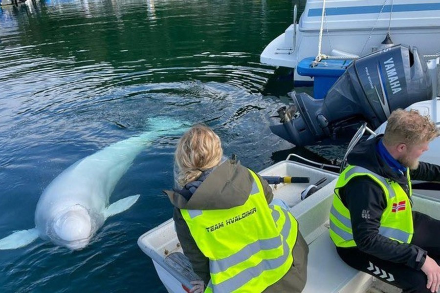 Vào những năm 1960, Cục Tình báo Trung ương Mỹ (CIA) đã khởi động Dự án OXYGAS, theo đó cá heo được huấn luyện để gắn thiết bị nổ vào tàu địch. Hai con cá heo hoang dã đã được sử dụng cho chương trình này.