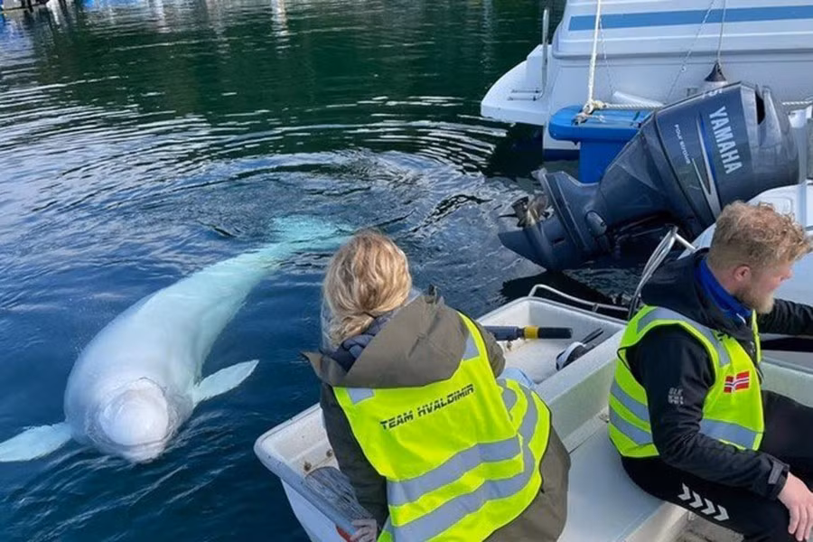 Vào những năm 1960, Cục Tình báo Trung ương Mỹ (CIA) đã khởi động Dự án OXYGAS, theo đó cá heo được huấn luyện để gắn thiết bị nổ vào tàu địch. Hai con cá heo hoang dã đã được sử dụng cho chương trình này.