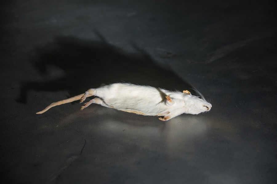 Một hoạt động phổ biến trong nghề gián điệp là để lại tin nhắn hay tài liệu ở nơi bí mật. Trong Chiến tranh Lạnh, CIA đã đề xuất sử dụng chuột chết để giấu tài liệu vì ai cũng không muốn đến gần.