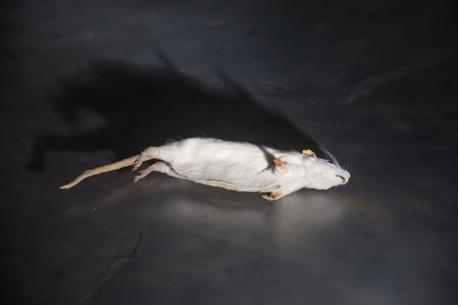 Một hoạt động phổ biến trong nghề gián điệp là để lại tin nhắn hay tài liệu ở nơi bí mật. Trong Chiến tranh Lạnh, CIA đã đề xuất sử dụng chuột chết để giấu tài liệu vì ai cũng không muốn đến gần.