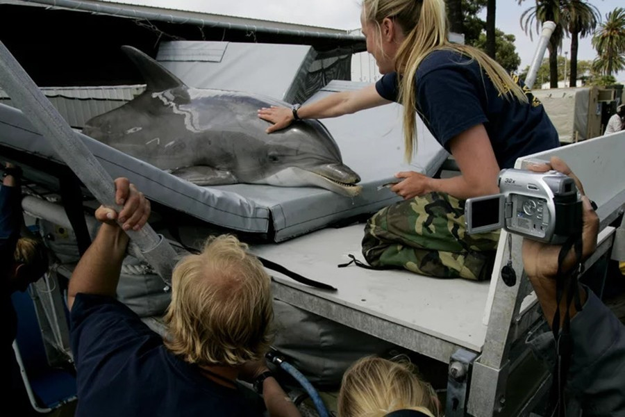 Cá heo được biết đến là một trong những loài động vật thông minh nhất thế giới. Nhưng mèo cũng được cho là thông minh.