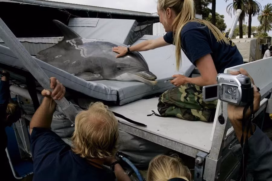 Cá heo được biết đến là một trong những loài động vật thông minh nhất thế giới. Nhưng mèo cũng được cho là thông minh.
