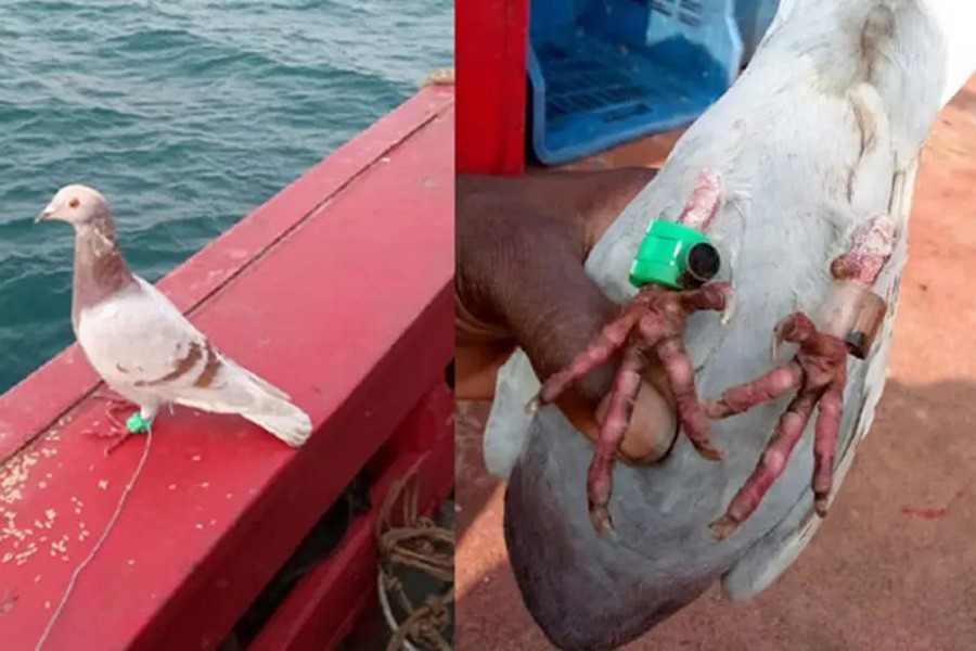 Theo các tài liệu đã giải mật, Chiến dịch Tacana của CIA vào những năm 1970 cũng đã thả chim bồ câu được gắn máy ảnh thu nhỏ vào Liên Xô để chụp ảnh các địa điểm nhạy cảm.