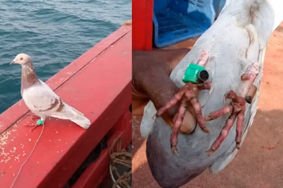 Theo các tài liệu đã giải mật, Chiến dịch Tacana của CIA vào những năm 1970 cũng đã thả chim bồ câu được gắn máy ảnh thu nhỏ vào Liên Xô để chụp ảnh các địa điểm nhạy cảm.