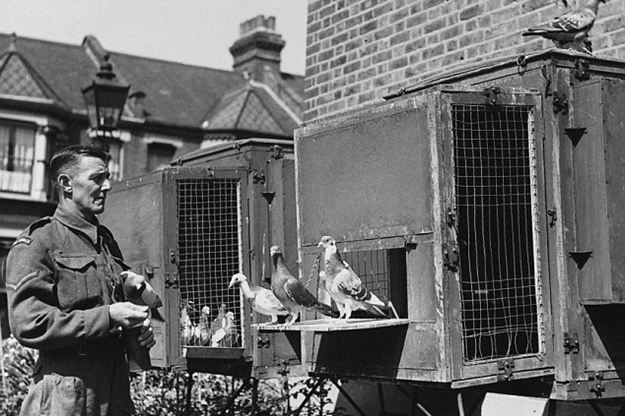 Nhưng có lẽ thành công hơn cả vẫn là chim bồ câu. Trước khi có các thiết bị nghe lén tinh vi và máy ảnh gián điệp thu nhỏ, chim bồ câu đưa thư đáp ứng nhu cầu truyền thông tin bí mật qua những khoảng cách xa