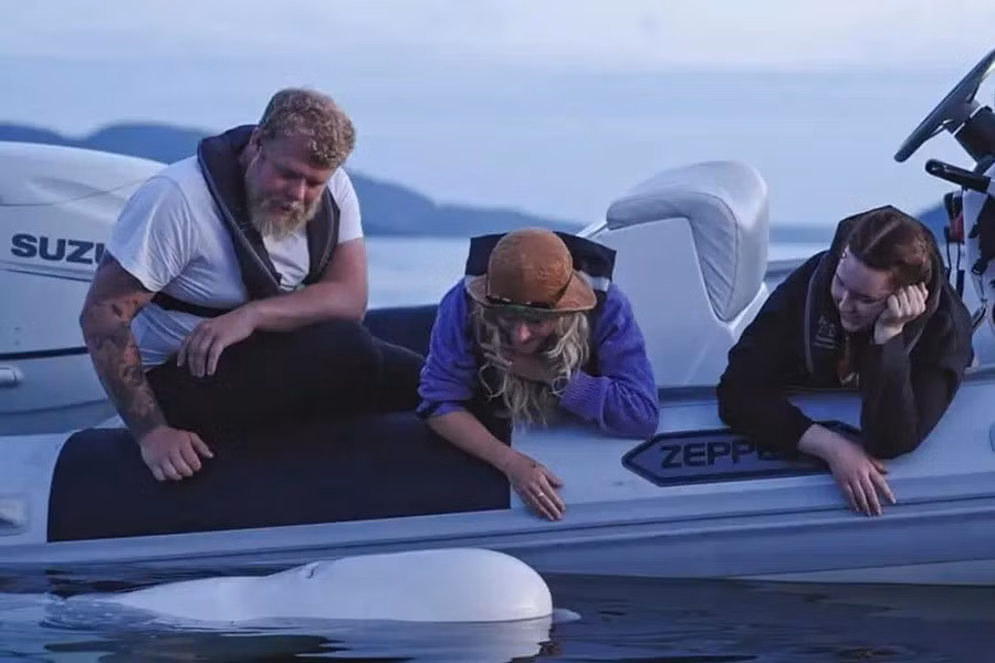 Con cá voi dài 4,2m, nặng 1.225 kg. Người ta tin rằng nó khoảng 14 hoặc 15 tuổi, tức là chưa bằng một nửa tuổi thọ trung bình của một con cá voi trắng, khoảng 30 năm.