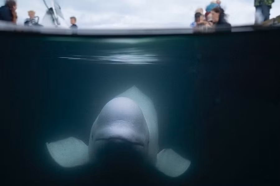 Trong Chiến tranh Lạnh, hải quân Liên Xô đã triển khai nhiều chương trình liên quan đến động vật có vú biển. Còn hải quân Mỹ cũng sử dụng cá heo theo Chương trình Động vật có vú Biển (MMP) sử dụng động vật để do thám dưới nước và thu thập thông tin tình báo.