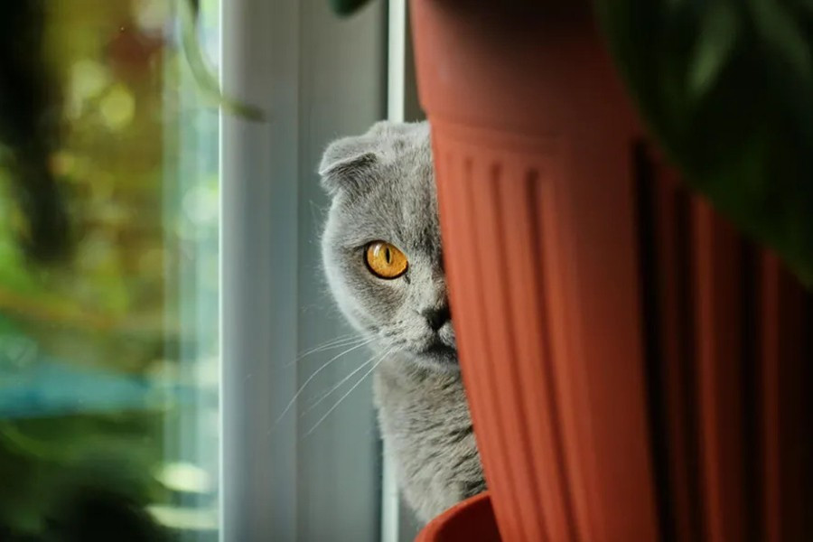 Vào những năm 1960, CIA đã phát triển một dự án khác có tên là Chiến dịch Mèo âm thanh, gắn micrô vào tai mèo để bí mật ghi lại các cuộc trò chuyện gần các nhà ngoại giao và điệp viên Liên Xô. Chương trình này cuối cùng đã bị hủy bỏ vào năm 1967, tiêu tốn 20 triệu USD