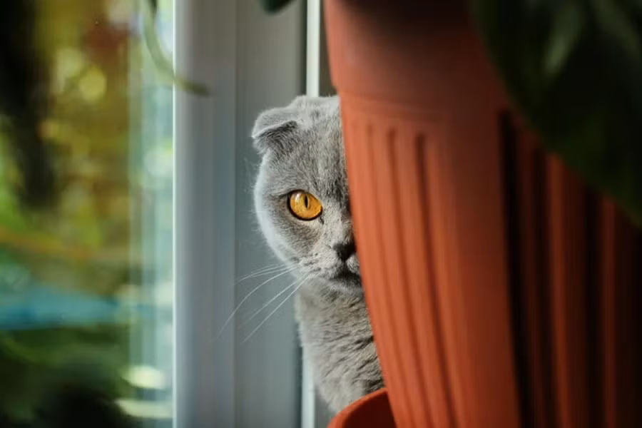 Vào những năm 1960, CIA đã phát triển một dự án khác có tên là Chiến dịch Mèo âm thanh, gắn micrô vào tai mèo để bí mật ghi lại các cuộc trò chuyện gần các nhà ngoại giao và điệp viên Liên Xô. Chương trình này cuối cùng đã bị hủy bỏ vào năm 1967, tiêu tốn 20 triệu USD