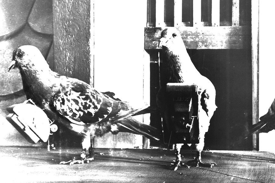 Nhìn chung, các loài chim cũng đã truyền cảm hứng cho công nghệ gián điệp. Vào tháng 8-2024, Trung Quốc đã công bố một máy bay không người lái do thám quân sự được ngụy trang thành một con chim.