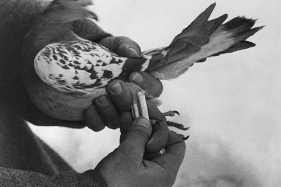 Tình báo Anh đã thả 16.000 con bồ câu đưa thư trên khắp châu Âu do Đức Quốc xã chiếm đóng, từ Bordeaux, Pháp đến Copenhagen, Đan Mạch từ năm 1941 đến 1944. Thật kinh ngạc, chúng đã chuyển khoảng 1.000 thông điệp trở về London