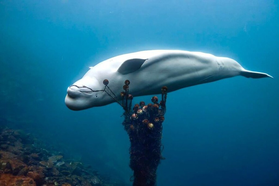 Xác cá voi đã được đưa đến một bến cảng để các chuyên gia kiểm tra. Và đây chỉ là câu chuyện mới nhất trong lịch sử lâu dài của các quốc gia sử dụng động vật làm gián điệp.