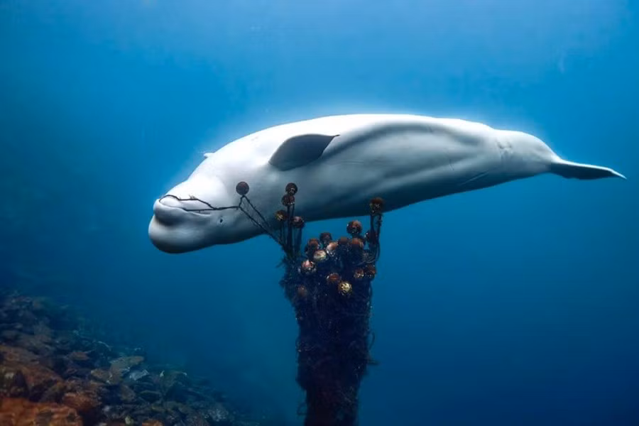 Xác cá voi đã được đưa đến một bến cảng để các chuyên gia kiểm tra. Và đây chỉ là câu chuyện mới nhất trong lịch sử lâu dài của các quốc gia sử dụng động vật làm gián điệp.