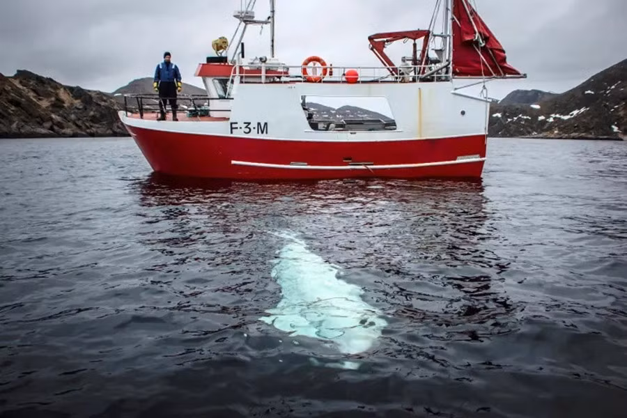 Trước khi chết, con cá voi trắng này được nhìn thấy ở một số thị trấn ven biển Na Uy và thậm chí nhiều lần tương tác với ngư dân hay nhặt được chiếc máy quay GoPro bị rơi của một người chèo thuyền kayak.