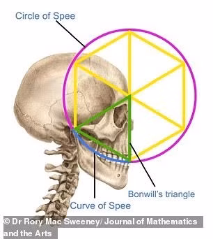 Bức vẽ này là minh họa lý tưởng về tỷ lệ cơ thể con người, lấy cảm hứng từ kiến trúc sư La Mã Marcus Vitruvius - người tin rằng cơ thể có tỷ lệ hài hòa như những ngôi đền hoàn hảo. Ảnh: Dr Rory Mac Sweeney/Journal of Mathematics and the Arts.