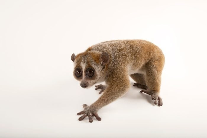 View - Đi thu hoạch keo, người dân Thanh Hóa bắt được cu li quý hiếm | Báo Tri thức và Cuộc sống - TIN TỨC PHỔ BIẾN KIẾN THỨC 24H