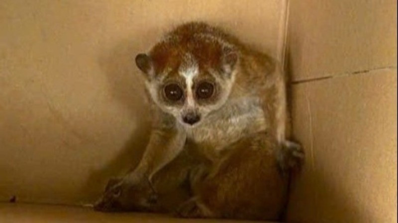 View - Đi thu hoạch keo, người dân Thanh Hóa bắt được cu li quý hiếm | Báo Tri thức và Cuộc sống - TIN TỨC PHỔ BIẾN KIẾN THỨC 24H