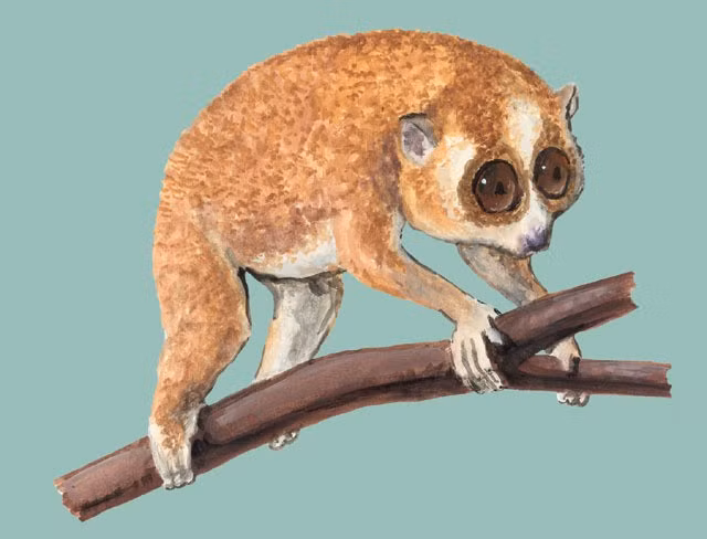 Khi trưởng thành, cu li nhỏ có chiều dài cơ thể từ 15 - 25 cm, nặng khoảng 377 - 450 gram và sở hữu bộ lông màu hung. Ảnh: animaldiversity.org.