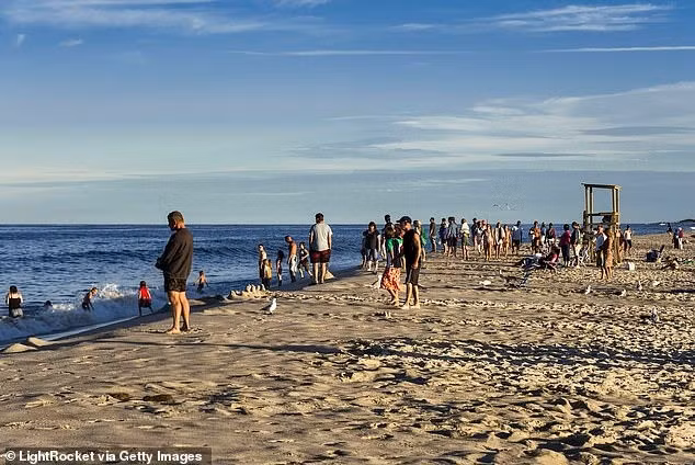 Với chiều dài 1,2m, cá mập hổ nổi tiếng hung dữ và chỉ xếp sau cá mập trắng về số vụ tấn công con người được ghi nhận. Ảnh: LightRocket via Getty Images.