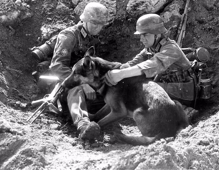 Mỗi con chó chống tăng cảm tử của Liên Xô mang trên người lượng thuốc nổ cực mạnh TNT. Một cái đòn bẩy dài sẽ kích hoạt khối thuốc nổ khi chạm vào xe tăng của quân địch. Ảnh: alluringcreations.