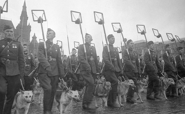 Theo đó, hàng nghìn con chó được huấn luyện và triển khai tham gia các hoạt động tác chiến. Đặc biệt, khi quân phát xít Đức giành được nhiều chiến thắng liên tiếp sau khi bất ngờ tấn công xâm lược vào tháng 6/1941, Liên Xô đã huấn luyện và sử dụng chó chống tăng cảm tử để phá hủy xe tăng địch. Ảnh: Loskutov/Sputnik.