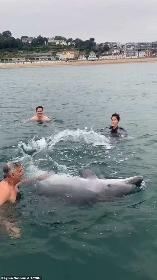 Trước sự việc này, các chuyên gia lý giải hành vi của con cá heo mũi chai trên. Thea Taylor, Giám đốc điều hành của Dự án Cá heo Sussex, cho rằng con cá heo này là một cá thể đực trưởng thành muốn "kết nối". Ảnh: Lynda MacDonald/SWNS.