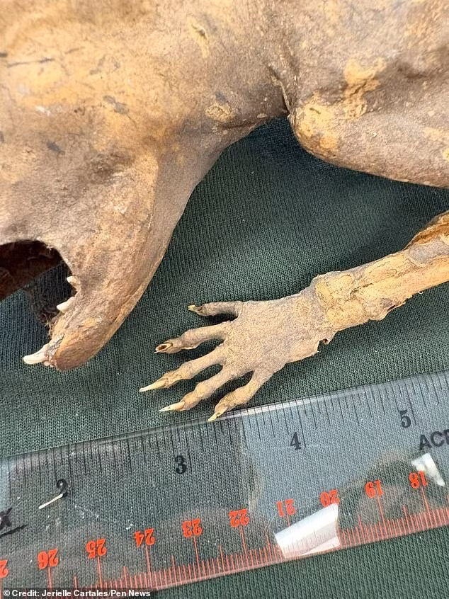 "Sinh vật bí ẩn được bao phủ bởi lớp mô mỏng, khô như giấy da. Mũi và tai vẫn còn nhưng đã khô quắt lại. Trông thực sự kỳ dị”, nghiên cứu sinh tiến sĩ Jerielle cho hay.