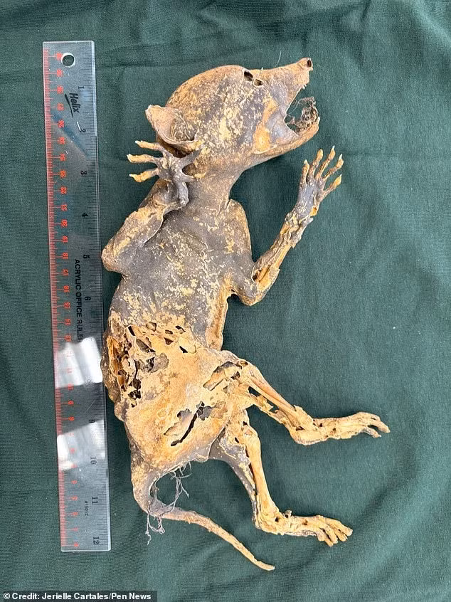 Một sinh vật kỳ lạ với bàn tay giống người được đặt biệt danh là “Capacabra”. Xác ướp này được tìm thấy trong quá trình tu sửa tòa nhà lịch sử Cook-Seevers Hall thuộc Đại học bang Michigan (Mỹ) vào năm 2018.