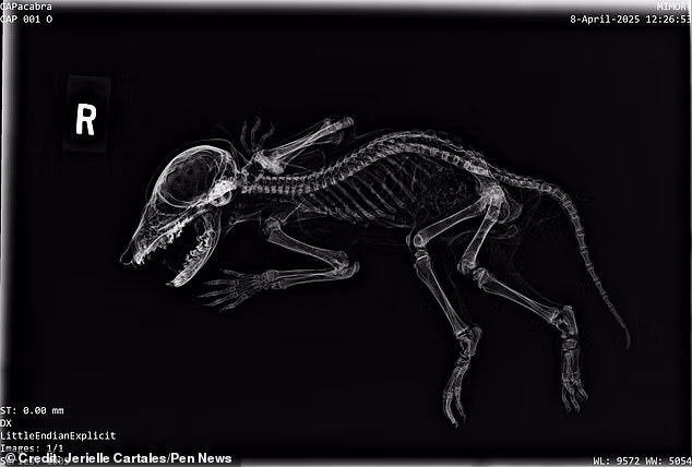 Mặc dù xác ướp sinh vật “Capacabra” đã trở thành linh vật không chính thức của Chương trình Khảo cổ học Khuôn viên trường (CAP) nhưng đến nay các chuyên gia vẫn chưa thể xác định danh tính thật sự của nó.