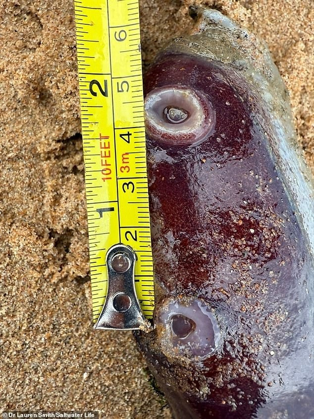 Loài bạch tuộc trên được tìm thấy ở vùng biển nhiệt đới và ôn đới trên toàn thế giới, từ quần đảo Azores phía tây Bồ Đào Nha, Puget Sound ở tiểu bang Washington và Chatham Rise, New Zealand. Chúng thường sống ở vùng nước sâu hơn 500m. Trong khi con đực có kích thước khá nhỏ, chỉ dài khoảng 21 cm, con cái có thể đạt chiều dài cơ thể lên tới 4m.