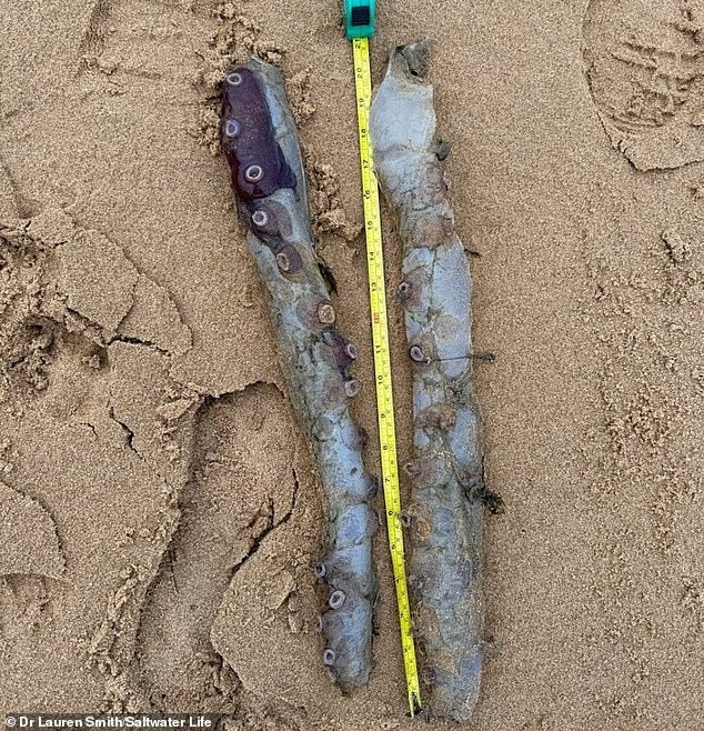 Ban đầu, người ta suy đoán có có thể là một con mực khổng lồ (Architeuthis dux). Tuy nhiên, khi kiểm tra kỹ hơn, sinh vật trôi dạt vào bờ biển Scotland được xác định là Haliphron atlanticus. Loài này được xác định chính thức vào thế kỷ 19 và còn được gọi là bạch tuộc đốm hoặc bạch tuộc "7 chân".