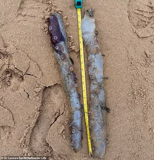 Ban đầu, người ta suy đoán có có thể là một con mực khổng lồ (Architeuthis dux). Tuy nhiên, khi kiểm tra kỹ hơn, sinh vật trôi dạt vào bờ biển Scotland được xác định là Haliphron atlanticus. Loài này được xác định chính thức vào thế kỷ 19 và còn được gọi là bạch tuộc đốm hoặc bạch tuộc "7 chân".