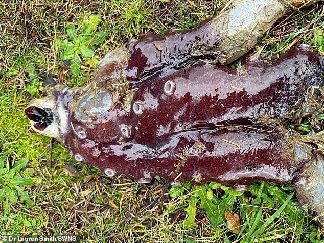 Tiến sĩ Lauren biết thông tin về xác một con bạch tuộc "7 chân" sau khi được một người bạn gửi cho những bức ảnh chụp sinh vật biển sau này khi người ta phát hiện ra nó vào ngày 30/11.