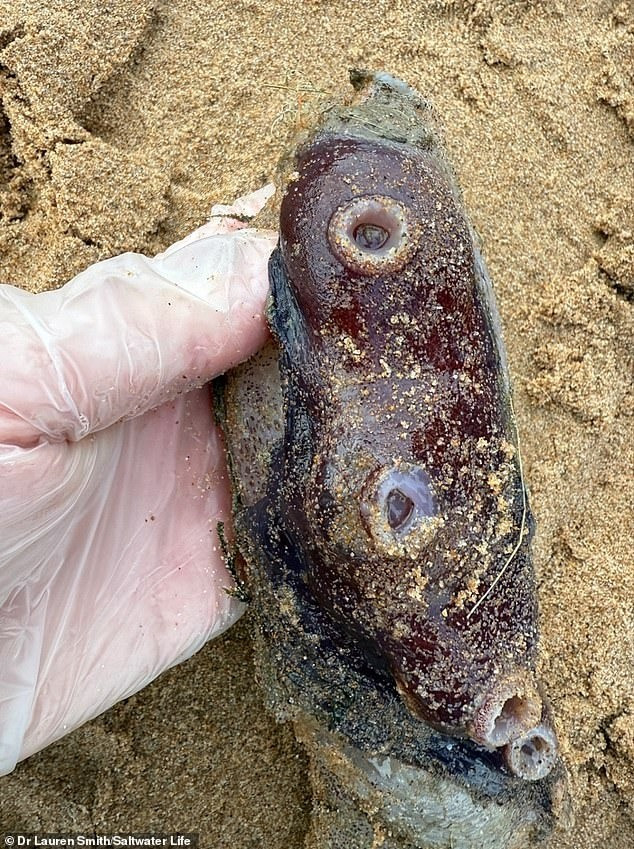 Con bạch tuộc có kích thước khá ấn tượng. Chỉ riêng một xúc tu của nó đã dài khoảng 51 cm. Các nhà nghiên cứu cho rằng sinh vật biển sâu này là một cá thể cái.