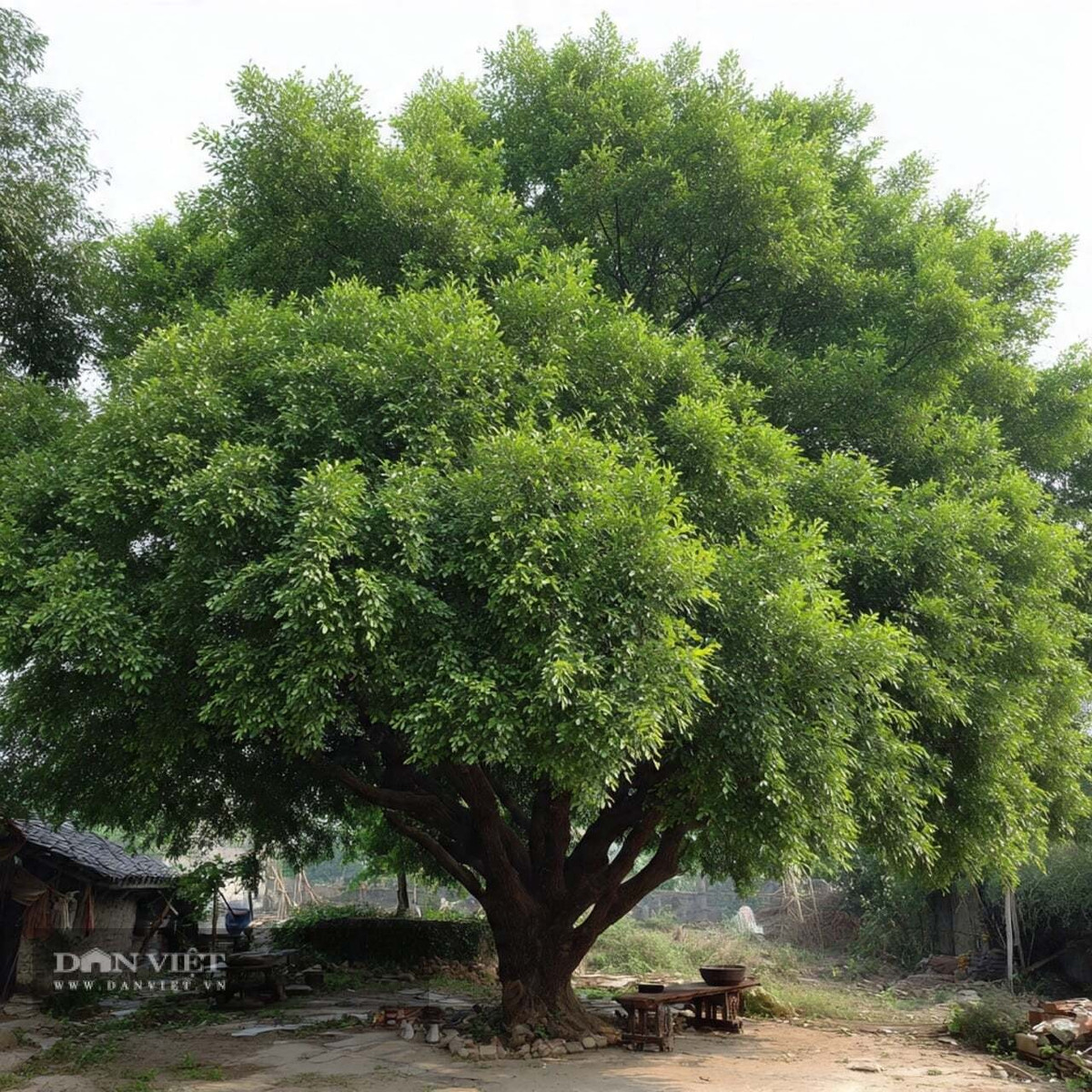 2. Cây du – Hậu thuẫn vững chắc, tiền tài dồi dào: Cây du là loài cây gỗ lớn, tán rậm, có sức sống bền bỉ và tuổi thọ cao. Người xưa quan niệm rằng trồng cây du trong sân hoặc sau nhà sẽ giúp gia đình có “hậu thuẫn vững chắc”, cuộc sống và sự nghiệp nhờ đó mà hanh thông.