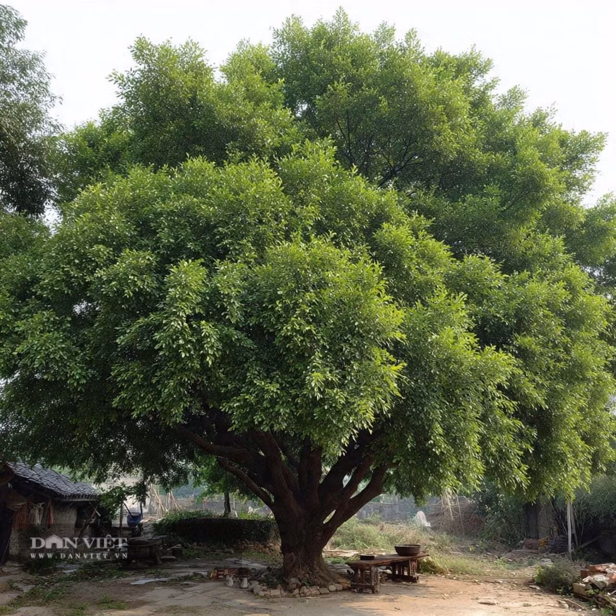 2. Cây du – Hậu thuẫn vững chắc, tiền tài dồi dào: Cây du là loài cây gỗ lớn, tán rậm, có sức sống bền bỉ và tuổi thọ cao. Người xưa quan niệm rằng trồng cây du trong sân hoặc sau nhà sẽ giúp gia đình có “hậu thuẫn vững chắc”, cuộc sống và sự nghiệp nhờ đó mà hanh thông.