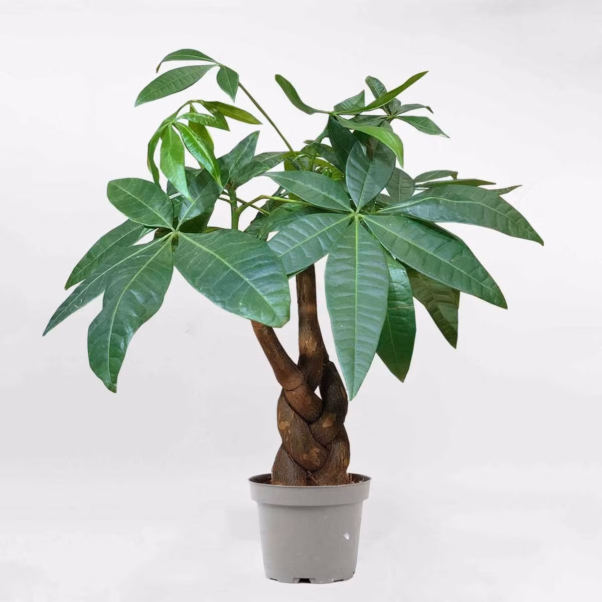 1. Cây kim ngân - “Ngân khố” mini trong nhà. Kim ngân có thân dẻo, được thắt bím tượng trưng cho dòng chảy linh hoạt của nước, hợp với người mệnh Thủy. Lá xanh bóng, mọc sum suê giúp gia tăng sinh khí. Theo quan niệm Á Đông, kim ngân bím còn tượng trưng cho “ngân khố” thu nhỏ, giữ của cải, giúp công việc thuận lợi.