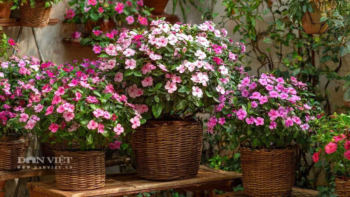 4. Dừa cạn: Dừa cạn, hay còn gọi “trăng xuân”, là loài hoa nở quanh năm và đặc biệt rực rỡ vào mùa đông. Dù thời tiết lạnh, cây vẫn cho hoa liên tục nếu được đặt nơi nhiều nắng.