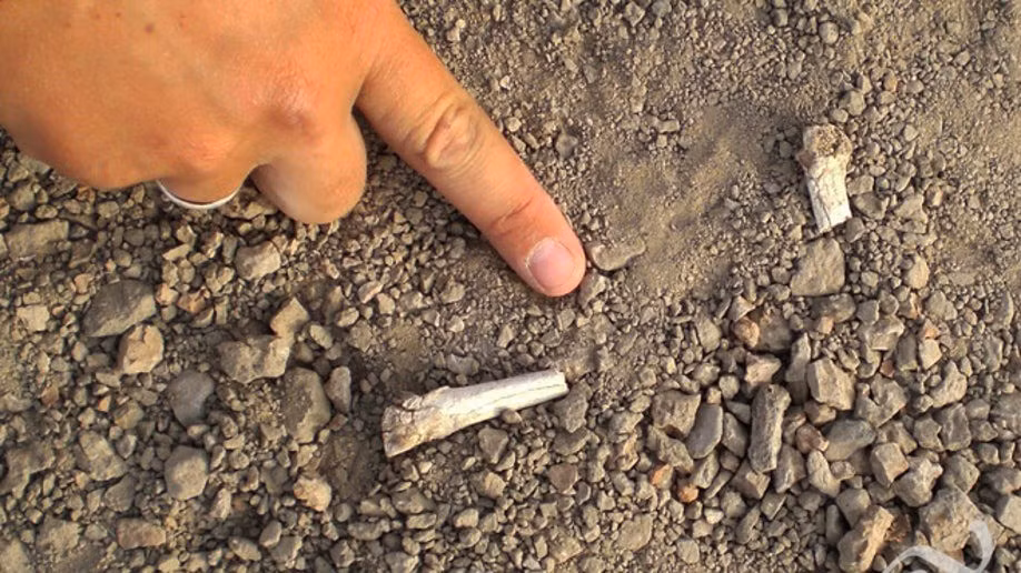 Kết quả này giúp các chuyên gia xác định chính xác chủ nhân của bộ xương bàn chân mang đặc điểm vừa giống người vừa giống vượn. Ảnh: Yohannes Haile-Selassie / The Cleveland Museum of Natural History.