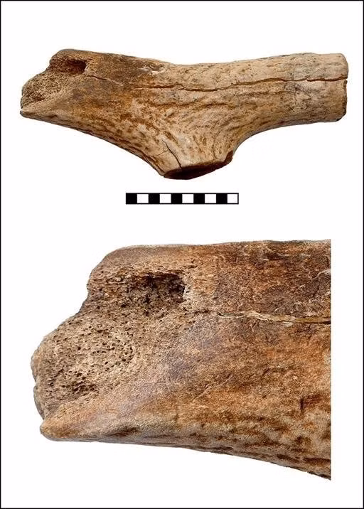 Nhà khảo cổ học Laura cho biết những dân làng trên thuộc về nền văn hóa thời Đồ đá - những người đã di cư đến Trung Âu cách đây tới 7.500 năm từ vùng Aegean và Anatolia, ngày nay là Thổ Nhĩ Kỳ. Nền văn hóa này còn được gọi là LBK thời Đồ đá mới. Tên gọi này được đặt theo loại gốm sứ độc đáo của họ: LBK hay "Linearbandkeramik" trong tiếng Đức, có nghĩa là "gốm sứ có vân tuyến tính"). Ảnh: Martin-Luther University Halle, L. Dietrich / L. Dietrich et al., Antiquity (2026); CC BY-NC-SA 4.0.