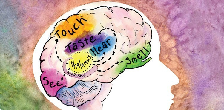 Theo Giáo sư Smith, số lượng chính xác các giác quan của con người vẫn chưa được xác định chính xác nhưng có thể lên tới con số 33. Điều này bao gồm cảm giác bản thể (nhờ đó chúng ta biết vị trí các chi của mình mà không cần nhìn vào chúng) và interoception (nội cảm giác). Ảnh: culturecheesemag.com.