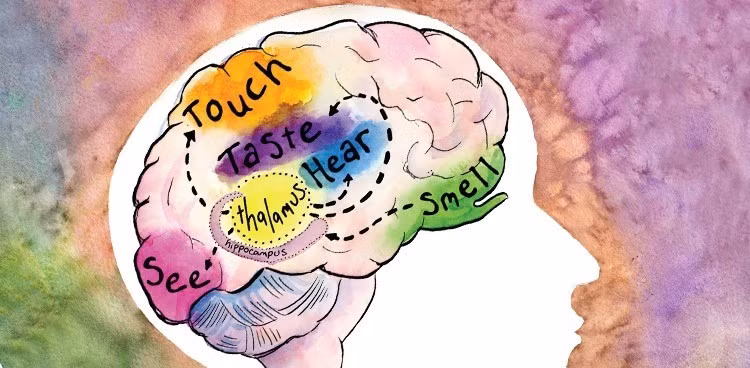 Theo Giáo sư Smith, số lượng chính xác các giác quan của con người vẫn chưa được xác định chính xác nhưng có thể lên tới con số 33. Điều này bao gồm cảm giác bản thể (nhờ đó chúng ta biết vị trí các chi của mình mà không cần nhìn vào chúng) và interoception (nội cảm giác). Ảnh: culturecheesemag.com.