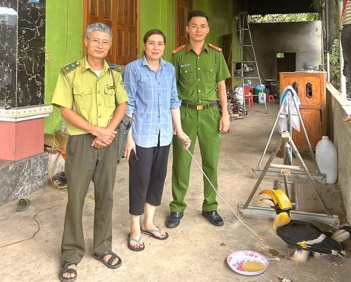 Ngày 8/10, Công an xã Tân Kỳ (Nghệ An) phối hợp với Hạt Kiểm lâm Tân Kỳ và UBND xã tiến hành thả một cá thể chim hồng hoàng quý hiếm về môi trường tự nhiên. Ảnh: Báo Văn hóa.